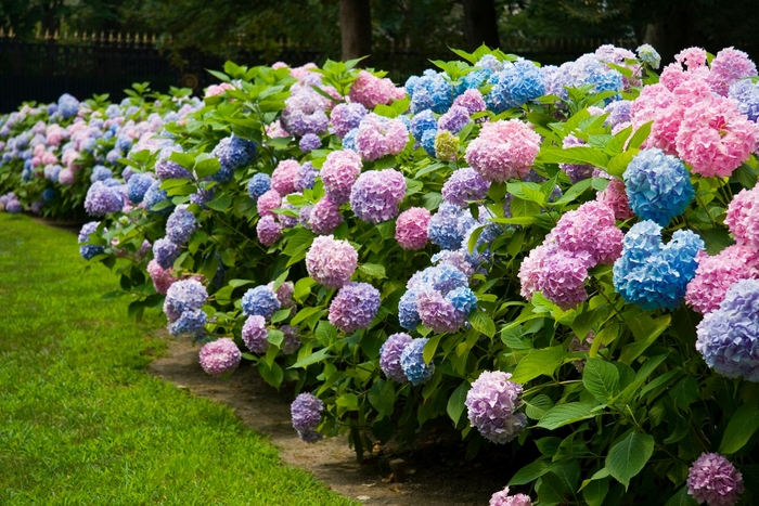 The Original&reg; - Hydrangea macrophylla from EC Browns Nursery