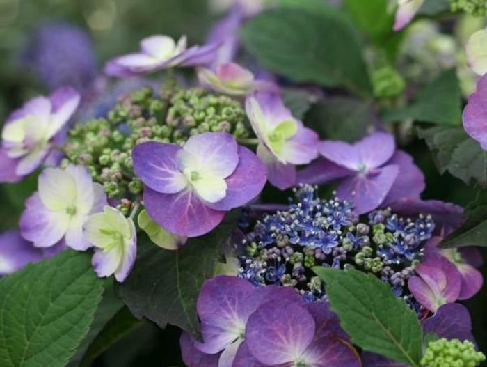 Tuff Stuff&trade; - Hydrangea serrata from EC Browns Nursery