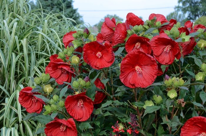 Summerific&reg; 'Cranberry Crush' - Hibiscus hybrid from EC Browns Nursery