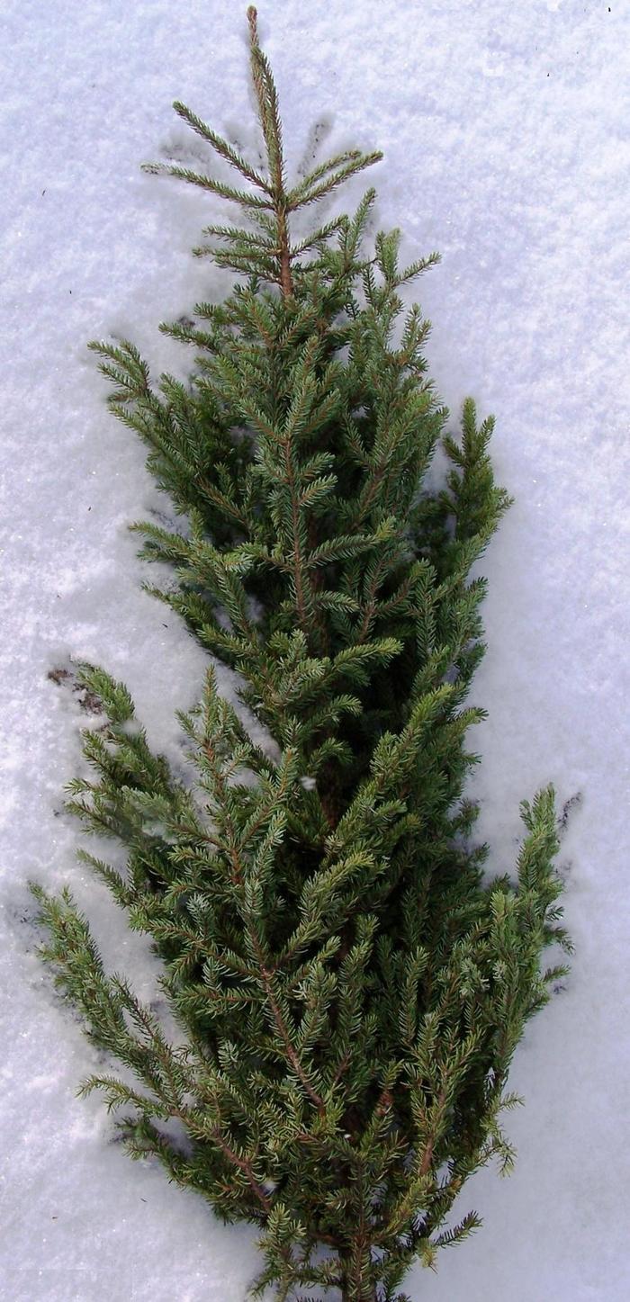 'Nana' - Picea orientalis from EC Browns Nursery