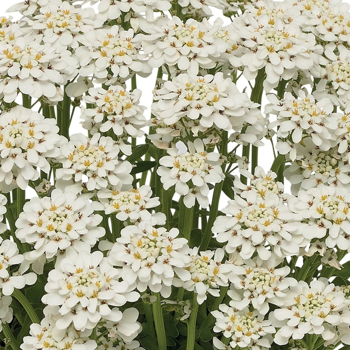 Snowdrift&trade; - Iberis sempervirens from EC Browns Nursery