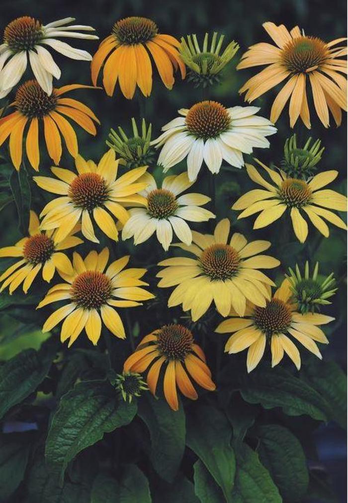 Mellow Yellow Coneflower - Echinacea purpurea ''Mellow Yellow'' (Coneflower) from EC Browns Nursery