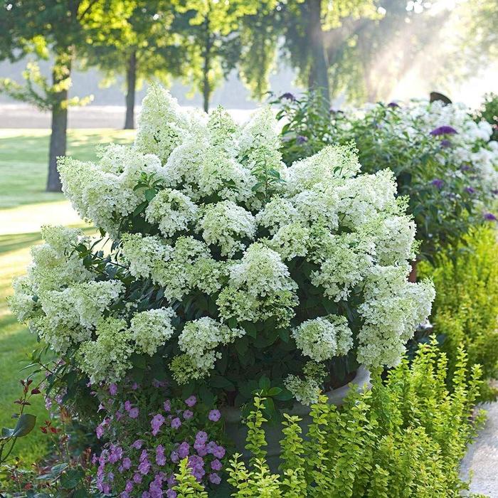 Bobo® - Hydrangea paniculata from EC Browns Nursery