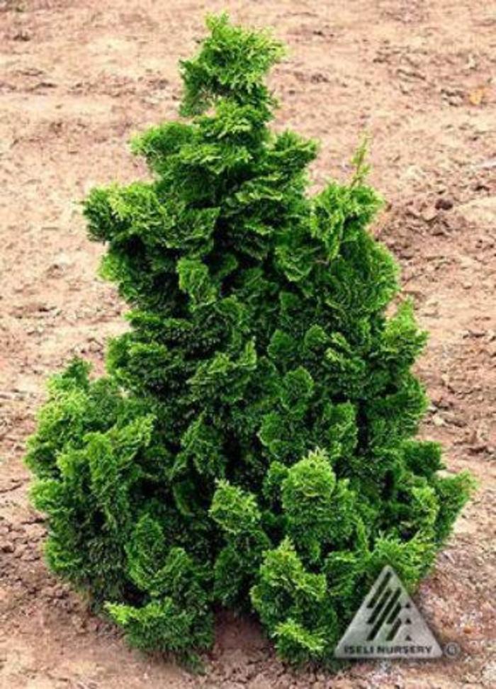 Dwarf Hinoki Falsecypress - Chamaecyparis obtusa 'Nana Gracilis' from EC Browns Nursery