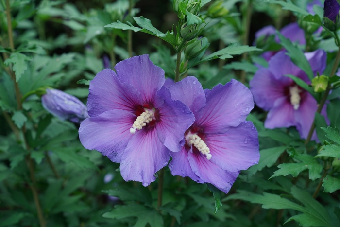 Rose of Sharon - Hibiscus syriacus from EC Browns Nursery