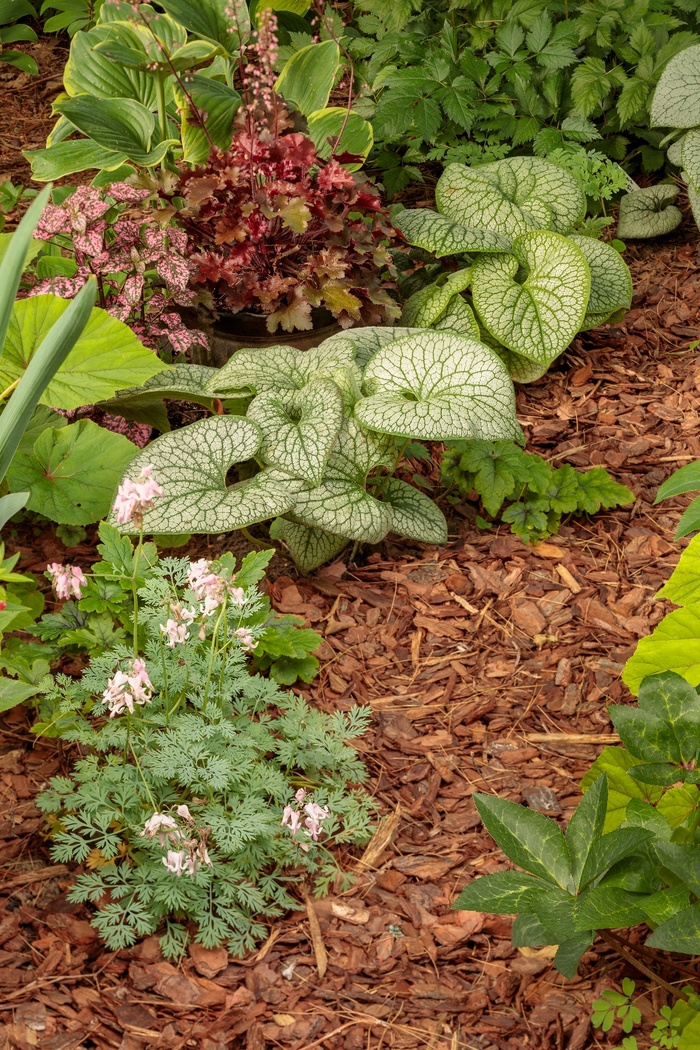 'Jack of Diamonds' - Brunnera macrophylla (Heartleaf Brunnera) from EC Browns Nursery