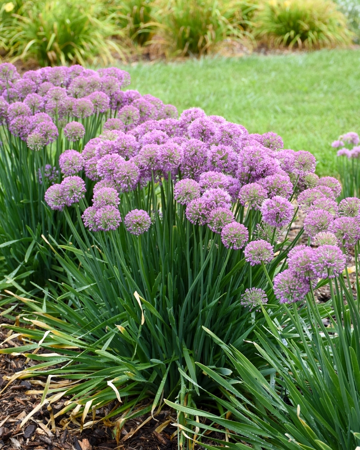 'Serendipity' - Allium hybrid from EC Browns Nursery