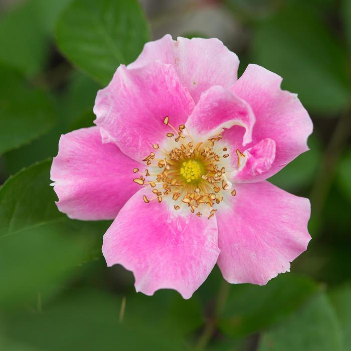 Easy Elegance&reg; Funny Face&trade; - Rosa hybrid from EC Browns Nursery