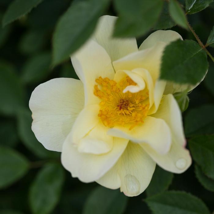 Easy Elegance&reg; 'Oscar Peterson&trade;' Rose - Rosa 'AAC333' from EC Browns Nursery