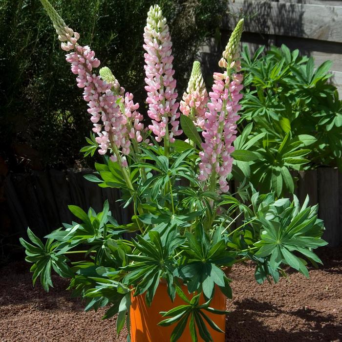 Gallery Mini&trade; 'Pink' - Lupinus polyphyllus () from EC Browns Nursery