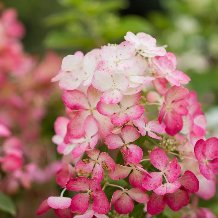 Diamond Rouge™ Hydrangea - Hydrangea paniculata from EC Browns Nursery
