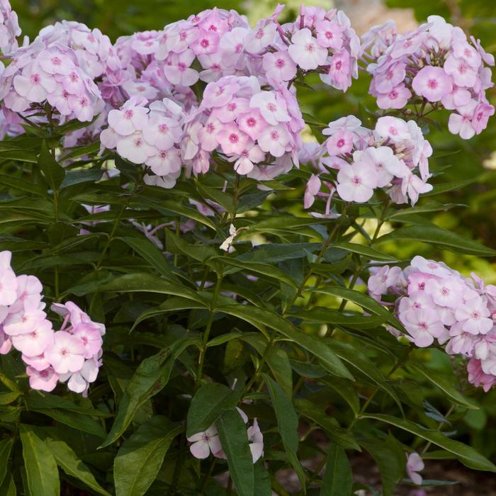 New Editions&reg; Cotton Candy&trade; Garden Phlox - Phlox paniculata 'Ditomfav' PP21,369 from EC Browns Nursery