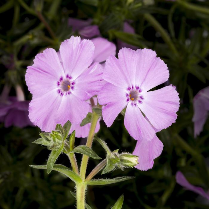 Phlox Trot&trade; - Phlox subulata from EC Browns Nursery