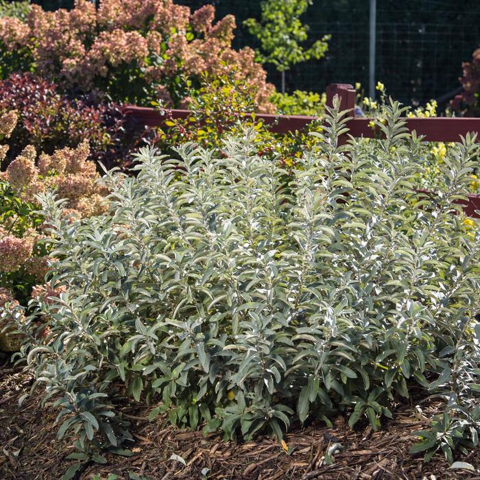 Iceberg Alley® Sageleaf Willow - Salix candida from EC Browns Nursery