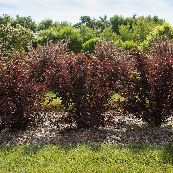 'Fireside®' Ninebark - Physocarpus opulifolius from EC Browns Nursery