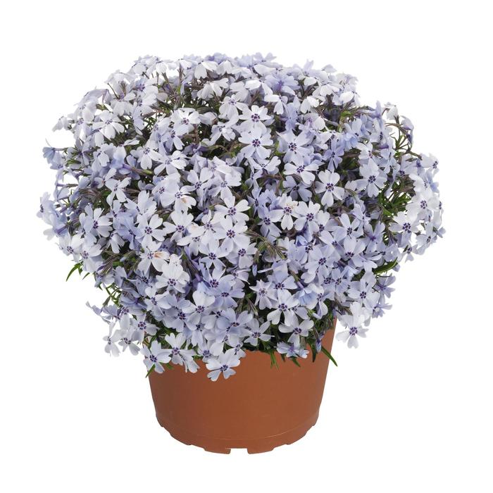 'Spring Blue' Moss Phlox - Phlox subulata from EC Browns Nursery
