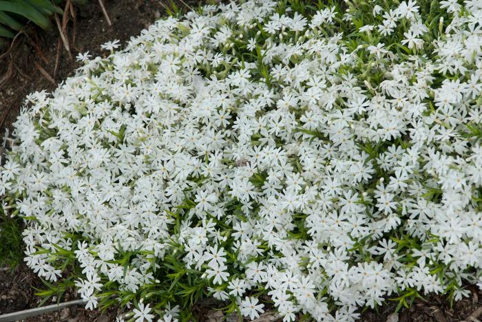 'Snowflake' Creeping Phlox - Phlox subulata from EC Browns Nursery