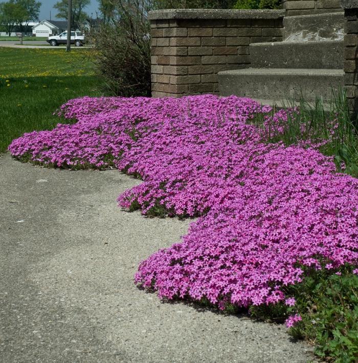 'Red Wing' Moss Phlox - Phlox subulata from EC Browns Nursery