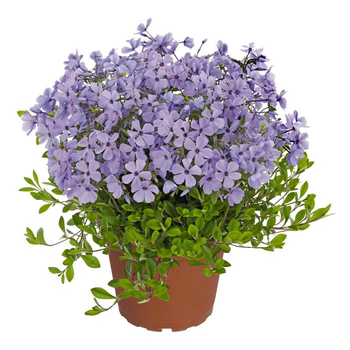 'Sweet Seduction Blue' - Phlox stolonifera from EC Browns Nursery