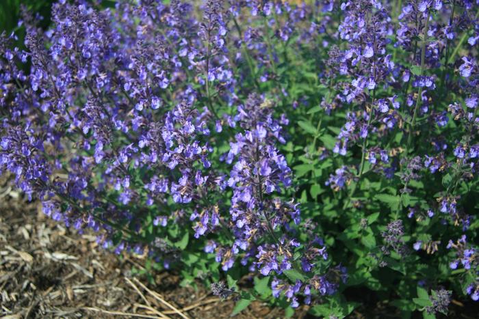 Junior Walker&trade; Catmint - Nepeta x faassenii 'Novanepjun' PP23074 (Catmint) from EC Browns Nursery