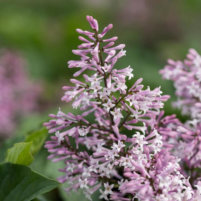 Little Lady&trade; - Syringa hybrid from EC Browns Nursery