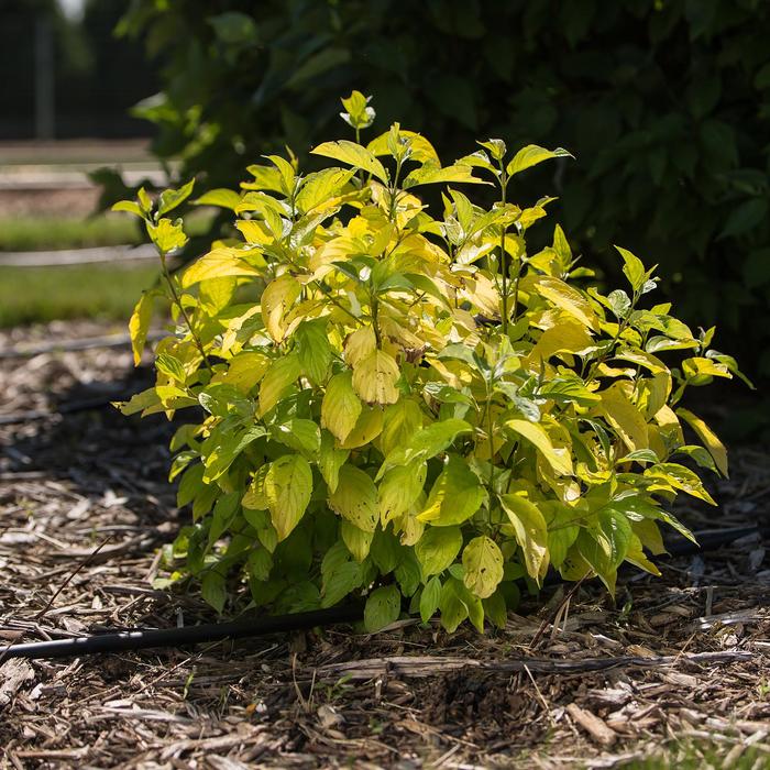 Neon Burst™ Dogwood - Cornus alba from EC Browns Nursery