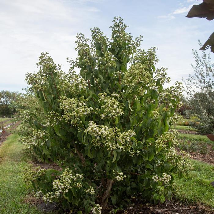 Tianshan&reg; Seven-Son Flower - Heptacodium miconiodes 'Minhep' (Seven-Son Flower) from EC Browns Nursery