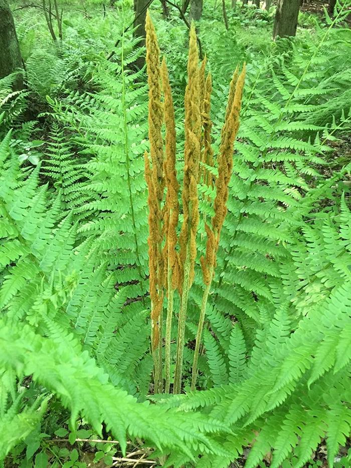 Cinnamon fern - Osmundastrum cinnamomea from EC Browns Nursery