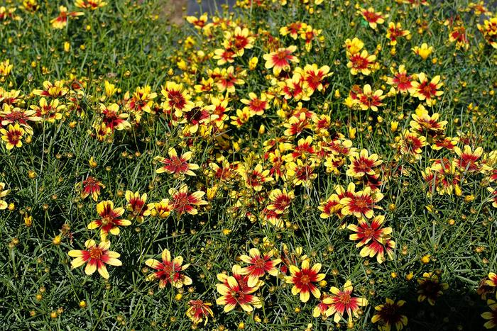 Sunstar&trade; Gold - Coreopsis verticillata from EC Browns Nursery