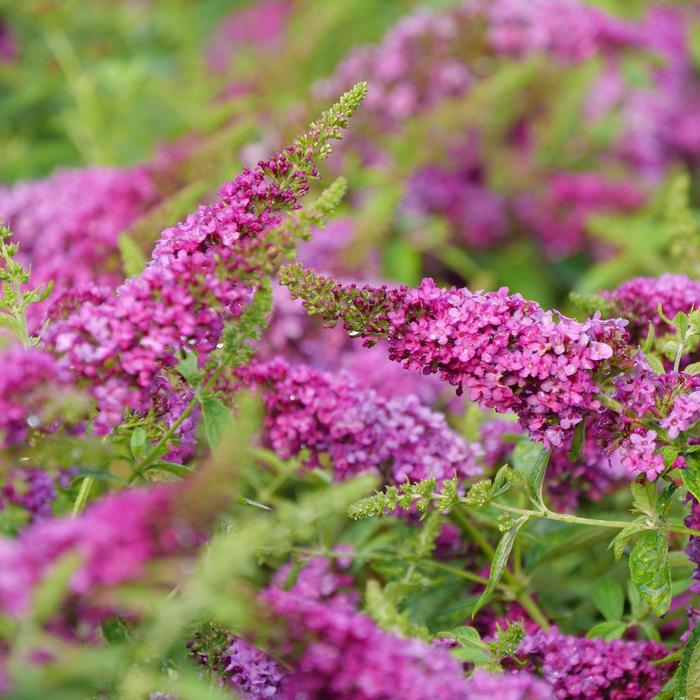Lo & Behold Ruby Chip&reg; - Buddleia (Butterfly Bush) from EC Browns Nursery