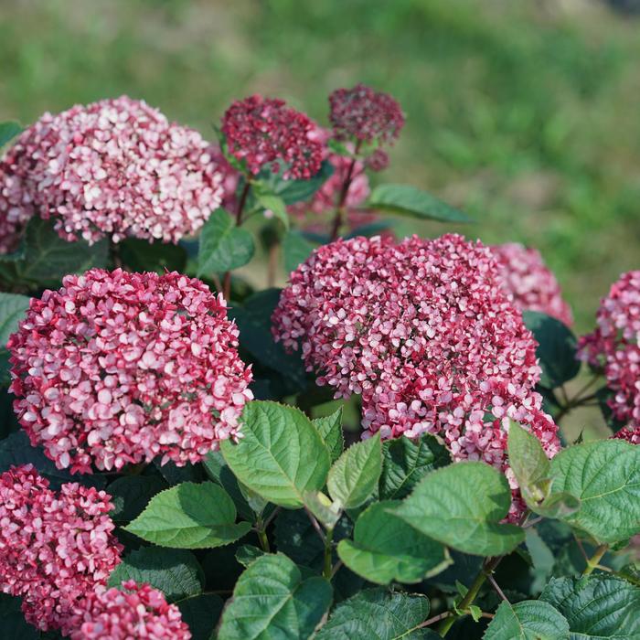 'Invincibelle Garnetta&reg;' Smooth Hydrangea - Hydrangea arborescens from EC Browns Nursery