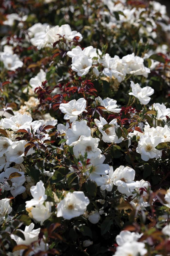 White Knock Out&trade; - Rosa 'Radwhite' PP20273 from EC Browns Nursery