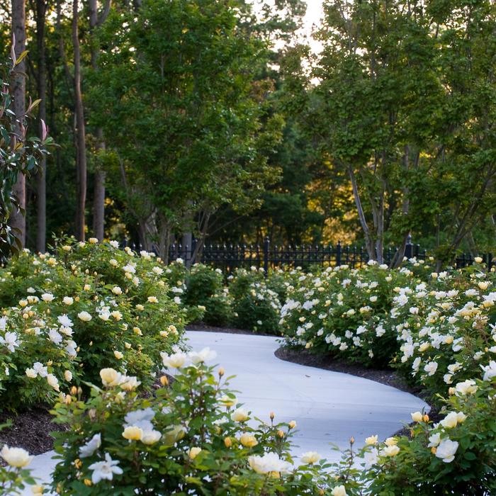 Sunny Knock Out&reg; - Rosa 'Radsunny' PP18562, CPBR 4875 from EC Browns Nursery