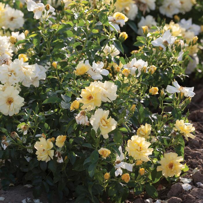 Lemon Drift&reg; Rose - Rosa 'Meisentmil' PP#20635 (Rose) from EC Browns Nursery