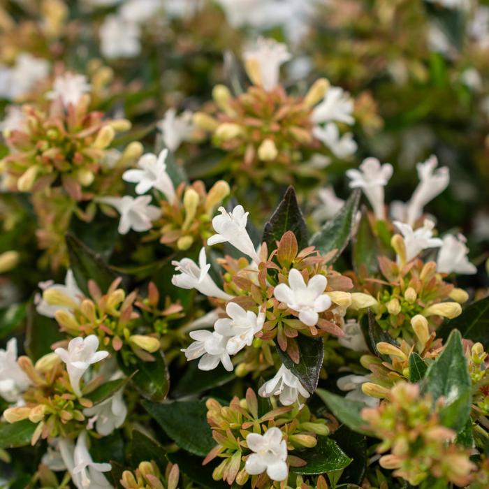 Apple Perfection&trade; - Abelia from EC Browns Nursery