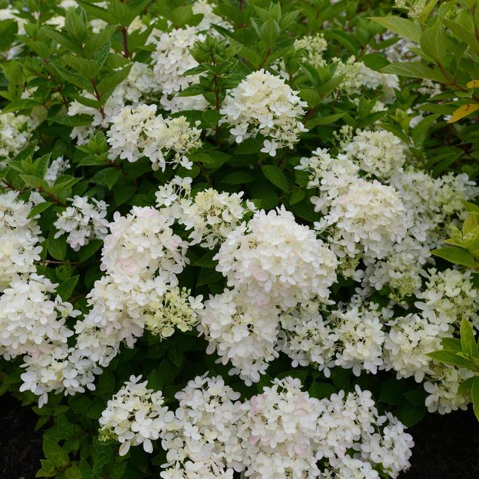 'Bombshell' Dwarf Hydrangea - Hydrangea paniculata 'Bombshell' from EC Browns Nursery