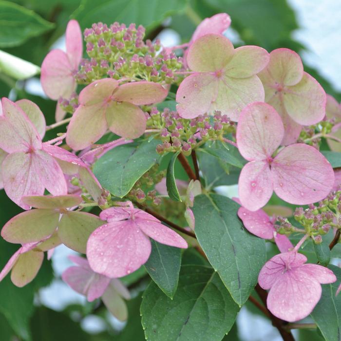 'Fire and Ice' Panicle Hydrangea - Hydrangea paniculata from EC Browns Nursery