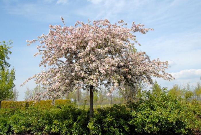 Japanese Flowering Crabapple - Malus floribunda from EC Browns Nursery