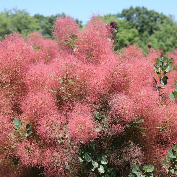 The Velvet Fog&reg; - Cotinus coggygria from EC Browns Nursery