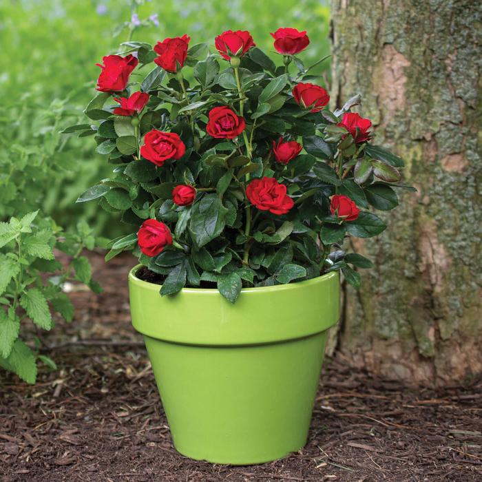 Knock Out&reg; Petite - Rosa 'Radral' from EC Browns Nursery