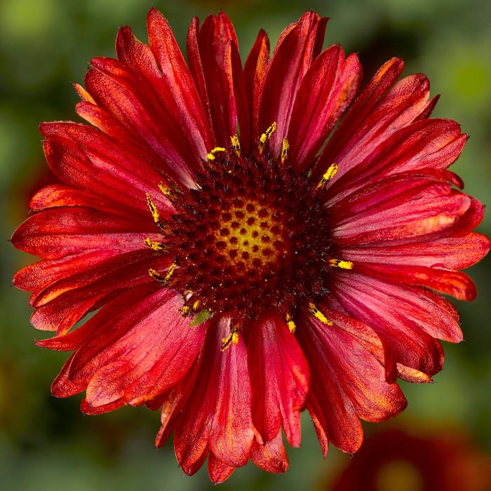 Barbican&trade; Red - Gaillardia aristata 'Red' (Blanket Flower) from EC Browns Nursery