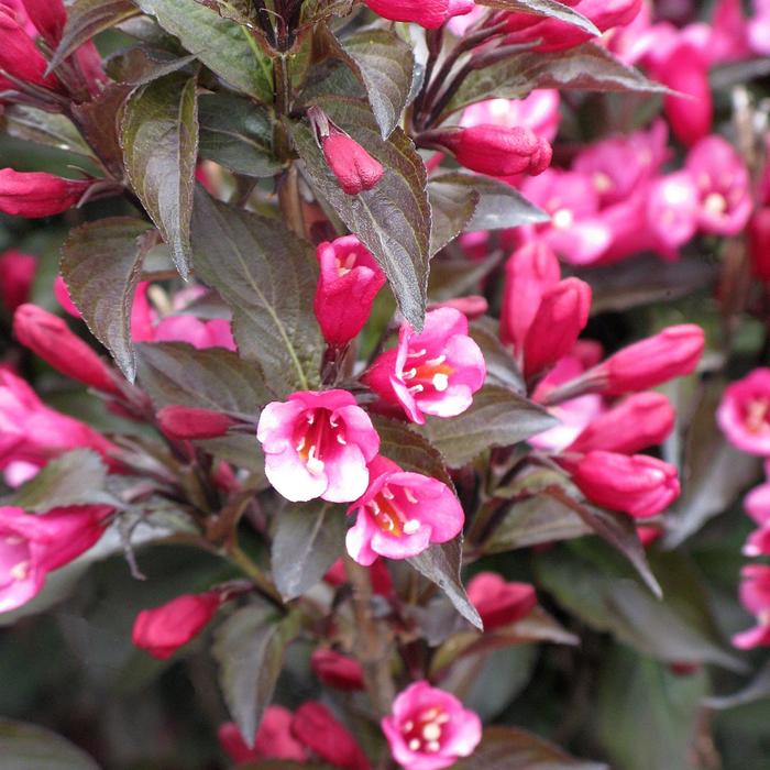  Weigela - Weigela florida 'Colorstar Merlot Pink' from EC Browns Nursery