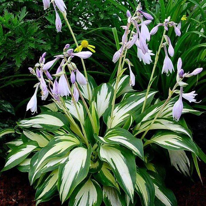 'Christmas Tree' Hosta, Plantain Lily - Hosta from EC Browns Nursery