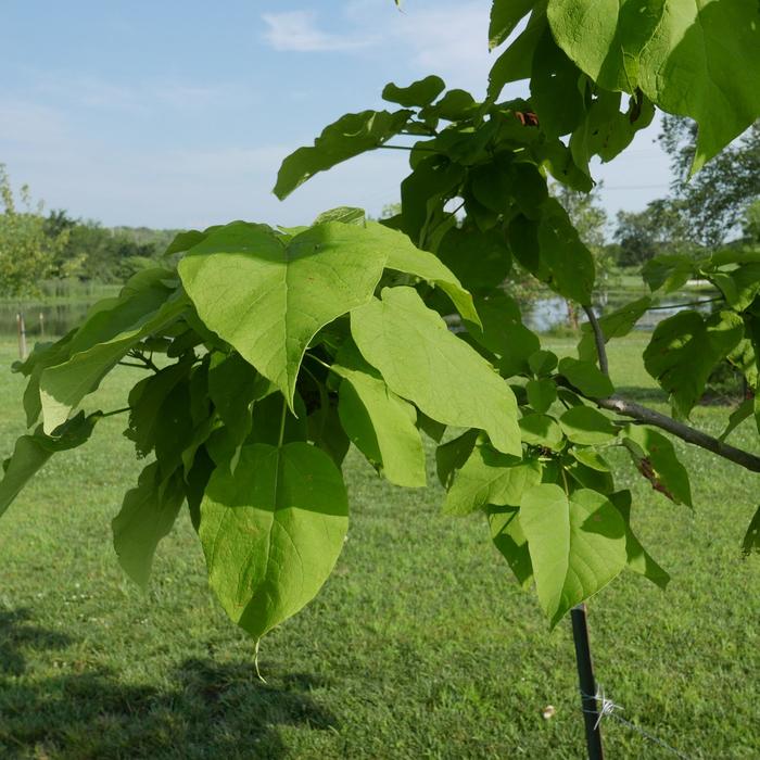 Northern Catalpa - Catalpa speciosa from EC Browns Nursery