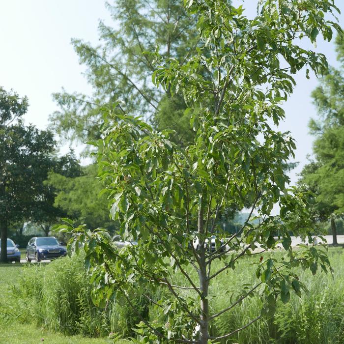 'Spring Snow' - Malus hybrid 'Spring Snow' from EC Browns Nursery
