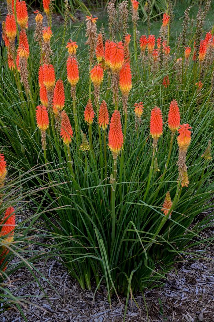 'Jackpot' Red Hot Poker - Kniphofia from EC Browns Nursery
