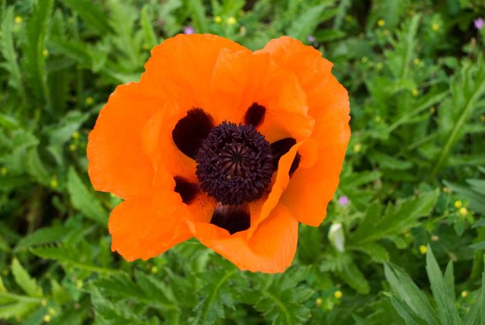  'Prince of Orange' - Papaver orientale from EC Browns Nursery