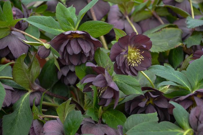 Honeymoon&trade; 'Dashing Groomsmen' - Helleborus from EC Browns Nursery
