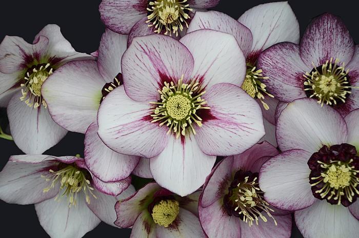 Honeymoon&trade; 'French Kiss' - Helleborus hybrid from EC Browns Nursery