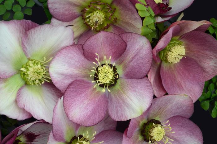 Honeymoon&reg; 'Paris in Pink' - Helleborus hybrid from EC Browns Nursery